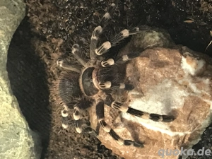 Acanthoscurria geniculata 