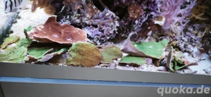 Montipora rot & grün Ableger Korallen Meerwasser 