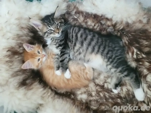 Xxl Norweger  Cooni Mixe