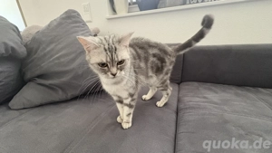 BKH Katze Black Silber Tabby