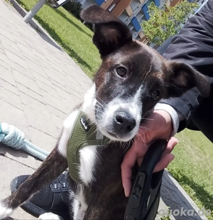 Dringend ein neues zu Hause gesucht