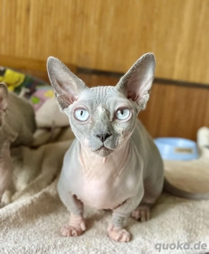 Sphynx Katze Bambino