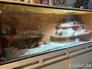 Terrarium mit Bartagame männlich