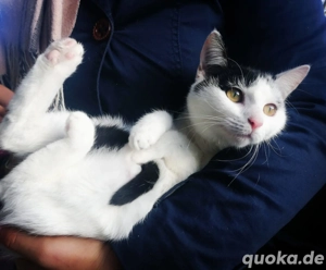 Amy & Lina Schmusekätzchen 18Wo. Tiger & s-w Kinderlieb Hundeerfahren Kätzchen Kitten Katzenbaby