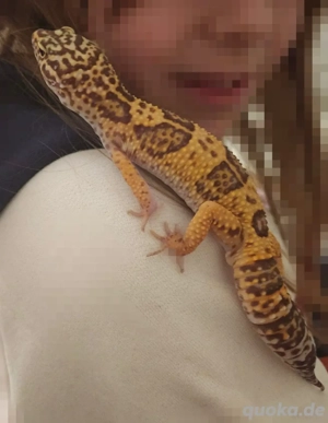 Leopardgecko 1.0 Tremper Albino