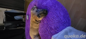 Junger Kraftmops "Cismo" sucht ein Zuhause 