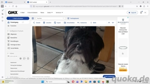 Süsse Maltipoo Hündin 8 Monate