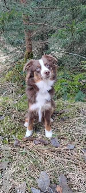 Mini Aussie Hündin
