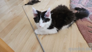 Wunderschöne Maine Coon Kitten mit Stammbaum