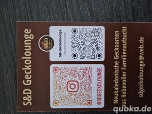 Verschiedene Arten neukaledonischer Geckos Bild 3