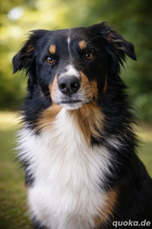 Australian Shepherd BLACK TRI red-factored Deckrüde kein Verkauf