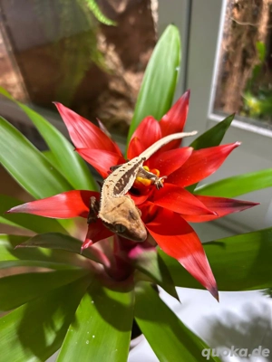 Verschiedene Arten neukaledonischer Geckos Bild 4