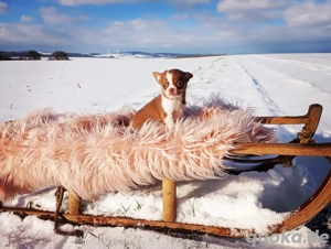 Zauberhafte typvolle Chihuahua Hündin Welpe KH Schoko-Tan Kinderlieb mit Startpaket!