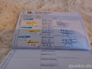 Mini Pomchi sucht liebevolles Zuhause.