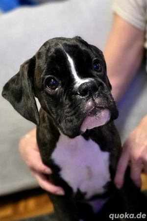 Deutscher Boxerjunge