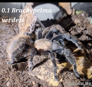 Vogelspinne weiblich Titlocatl verdezi NZ 22