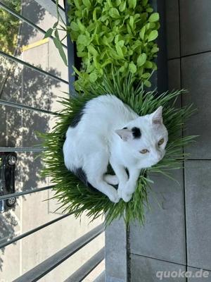 Kater wegen Kind abzugeben.