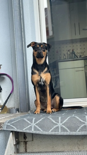 kelpie mix dobermann