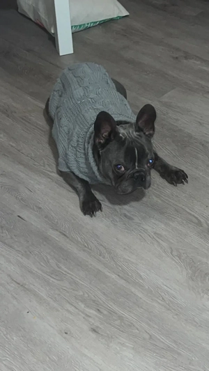 Französische Bulldog 