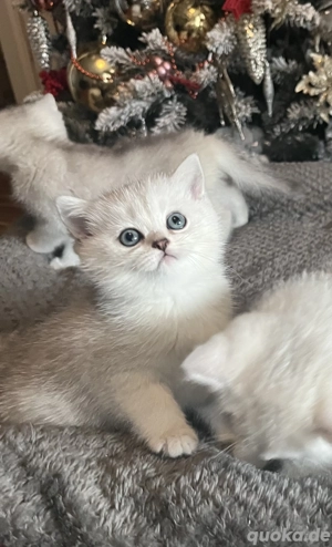BKH Kitten ( Silver Shaded) Reinrassig 3 Geschwister 