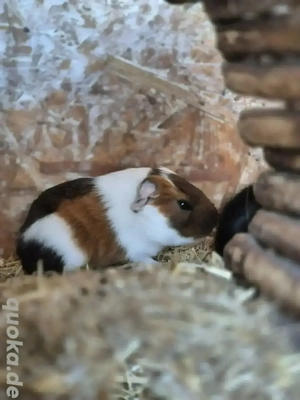 3 Meerschweinchen 8 Wochen alt