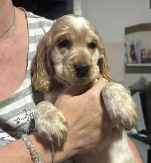 Englisch Cocker Spaniel in orange Schimmel 