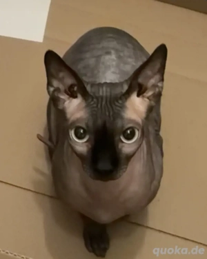 Sphynx Kater   Blaue Augen 