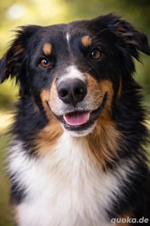Australian shepherd Black tri ( red factored) Deckrüde ! kein Verkauf! 