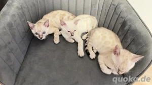 Bengal Snow Mink geboren am 24.10.25 zu verkaufen Stubenrein und Sozialisiert