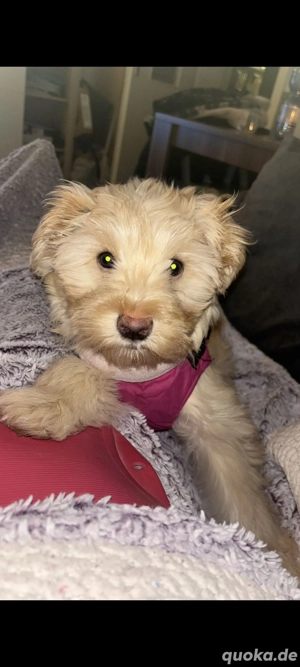 Bolonka zwetna die heißt elma 