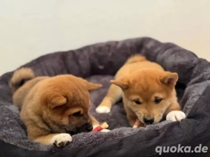 Shiba Inu Welpen