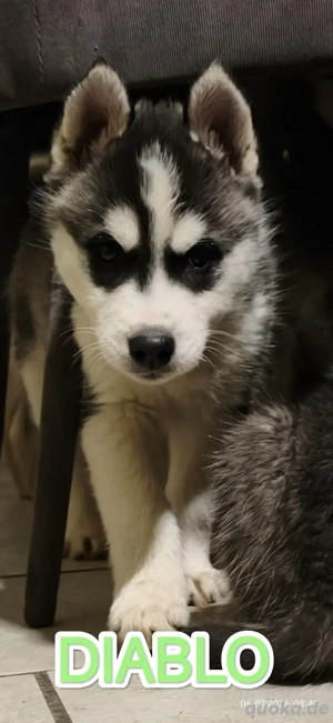 2 Husky Welpen suchen noch...