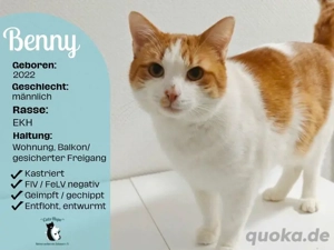 Kater Benny sucht ein Zuhause