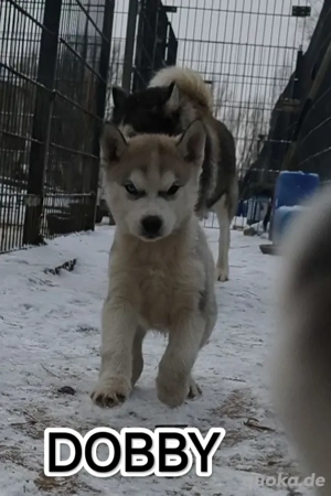 3 Husky Welpen suchen noch...