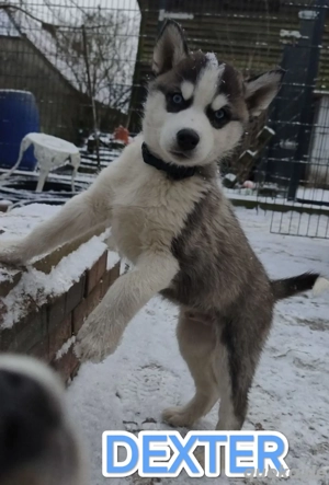 3 Husky Welpen suchen noch...