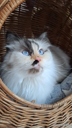 Neva masquarade sibirische weiblich Katze mit Stammbaum