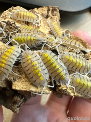 Porcellio bolivari   Yellow Ghost   Asseln