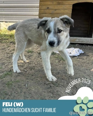 Süße Feli sucht neues zuhause!