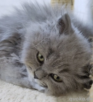 BKH   BLH Kitten reinrassig