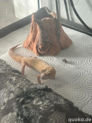 Leopardgecko Weibchen (ca. 10 Jahre) + großes Terrarium inklusive Zubehör