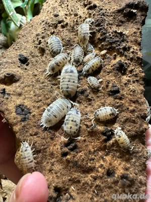 Porcellio laevis   Pandaasseln "