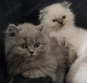 BLH Kitten   Blue Colourpoint & Ticked Tabby