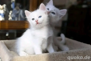 DRINGEND GESUCHT: Süße Türkisch Angora-Kätzchen (Kater & Katze)   