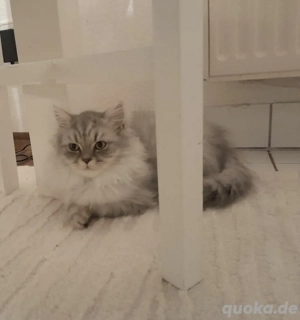 BLH  reinrassig Kätzchen noch eine männliche verfügbar .