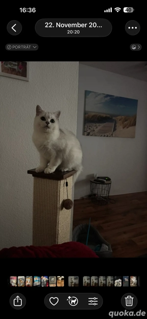 BKH kater 5 monate alt