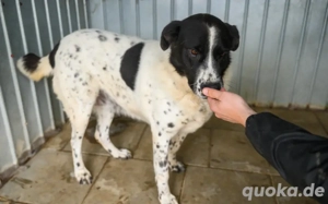 Hier Ist Lilly, unsere tolle schwarz-weiß gepunktete Mischlingshündin. Adopt. Don t shop.