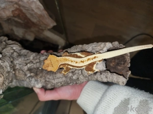 Kronengecko (männlich) mit terrarium abzugeben