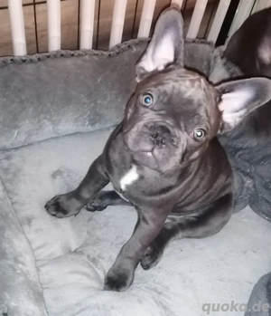 Französische Bulldogge in blue mit Ahnentafel "Björn" 