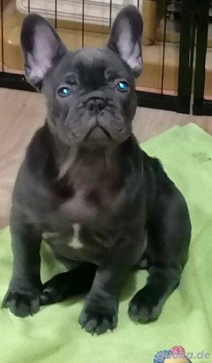 Französische Bulldogge in blue mit Ahnentafel "Wotan" 