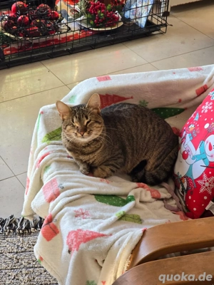 Katze Handicap Blind Tierschutz Bundesweite Vermittlung  Bild 4